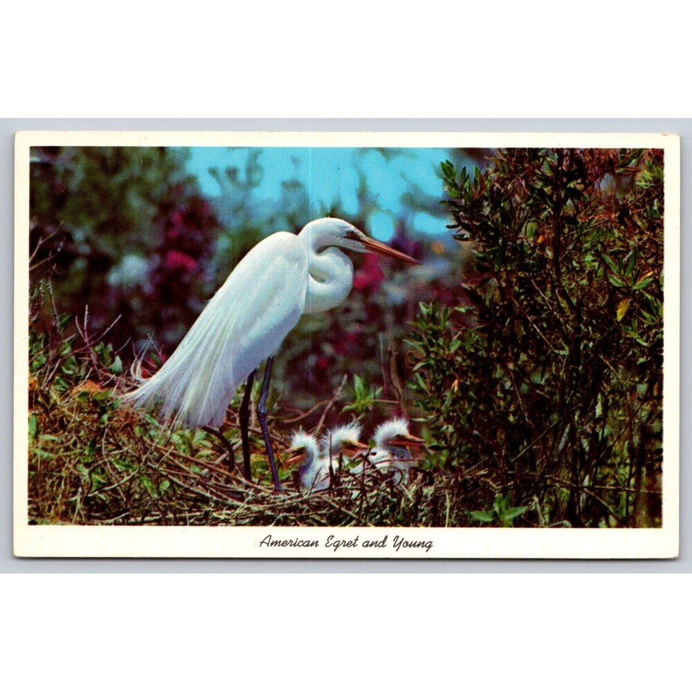 Postcard Florida American Egret and Young Everglades National Park Exotic Birds